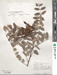 Robinia neomexicana image