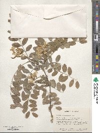 Robinia neomexicana image