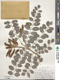 Robinia neomexicana image