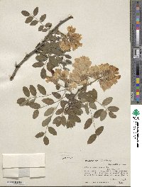 Robinia neomexicana image