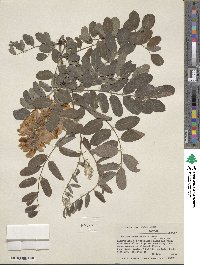 Robinia neomexicana image