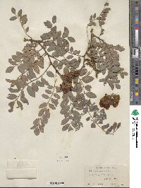 Robinia neomexicana image