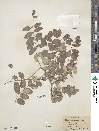 Robinia neomexicana image