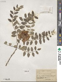 Robinia neomexicana image