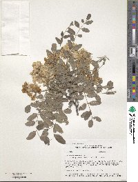 Robinia neomexicana var. rusbyi image