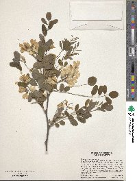 Robinia pseudoacacia image