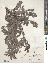 Robinia pseudoacacia image