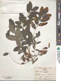 Robinia pseudoacacia image