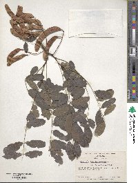 Robinia pseudoacacia image