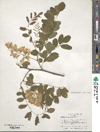 Robinia pseudoacacia image