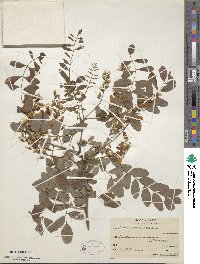 Robinia pseudoacacia image