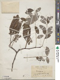 Robinia pseudoacacia image