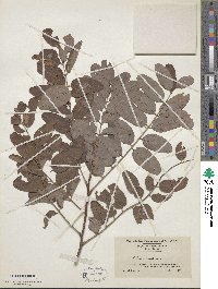 Robinia pseudoacacia image