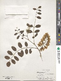 Robinia pseudoacacia image