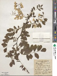 Robinia pseudoacacia image