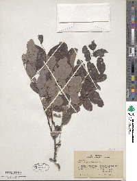 Robinia pseudoacacia image