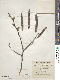 Robinia pseudoacacia image