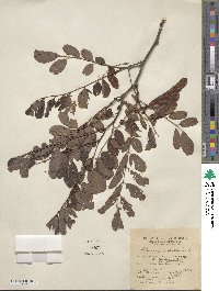 Robinia pseudoacacia image