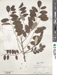 Robinia pseudoacacia image