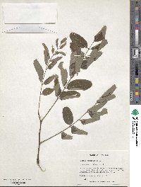 Robinia pseudoacacia image