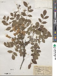 Robinia pseudoacacia image