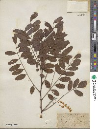 Robinia pseudoacacia image