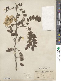 Robinia pseudoacacia image