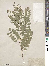 Robinia pseudoacacia image