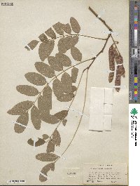 Robinia pseudoacacia image