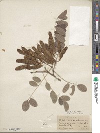 Robinia pseudoacacia image