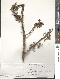 Robinia pseudoacacia image