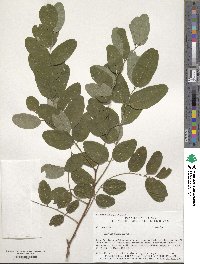 Robinia pseudoacacia image