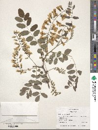 Robinia pseudoacacia image