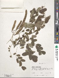 Robinia pseudoacacia image