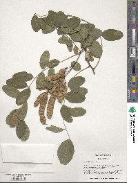 Robinia pseudoacacia image