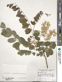 Robinia pseudoacacia image