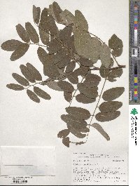 Robinia pseudoacacia image