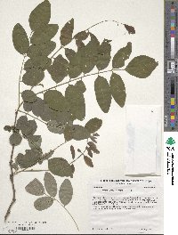 Robinia pseudoacacia image