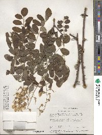 Robinia pseudoacacia image