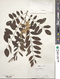 Robinia pseudoacacia image