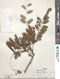 Robinia pseudoacacia image