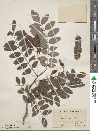 Robinia pseudoacacia image