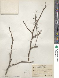 Robinia pseudoacacia image