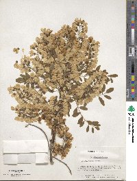 Robinia pseudoacacia image