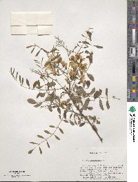 Robinia pseudoacacia image