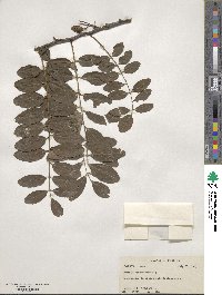 Robinia pseudoacacia image