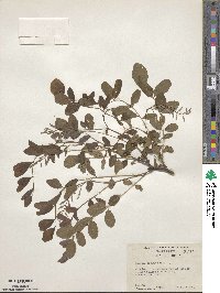 Robinia pseudoacacia image