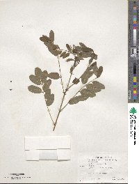 Robinia pseudoacacia image