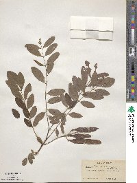 Robinia pseudoacacia image