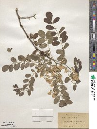 Robinia pseudoacacia image